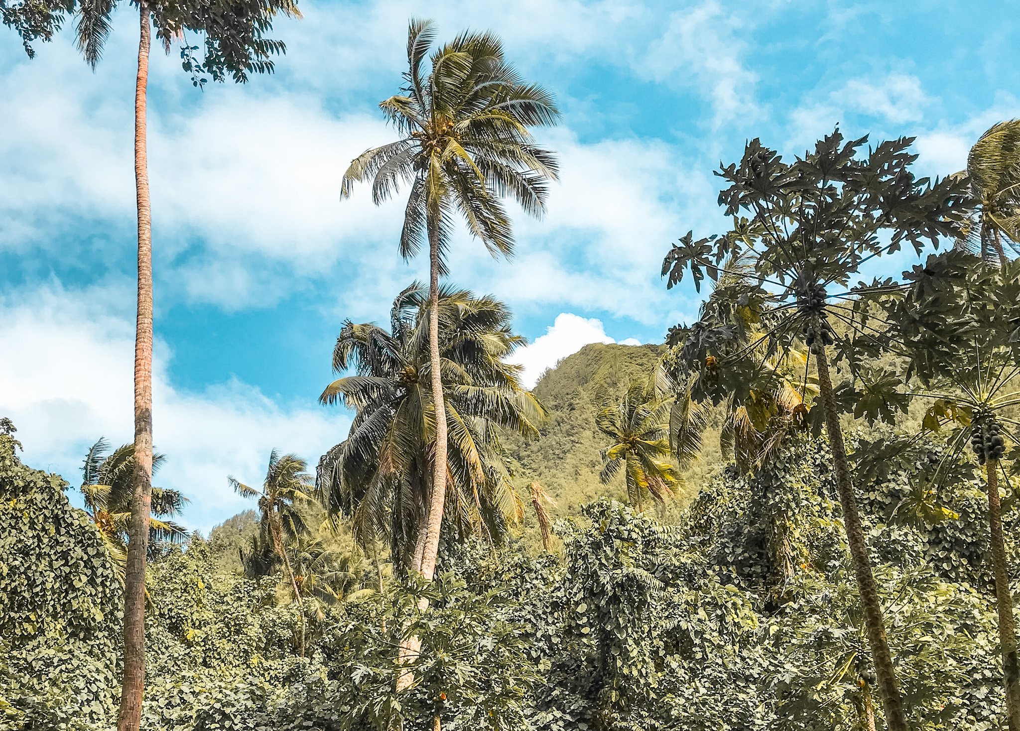 Huahine Hike French Polynesia Palm Trees